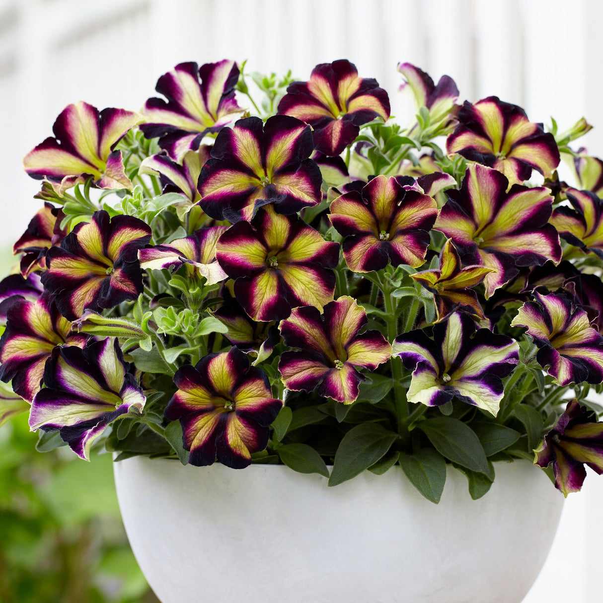 Petunia Crazytunia Pulse