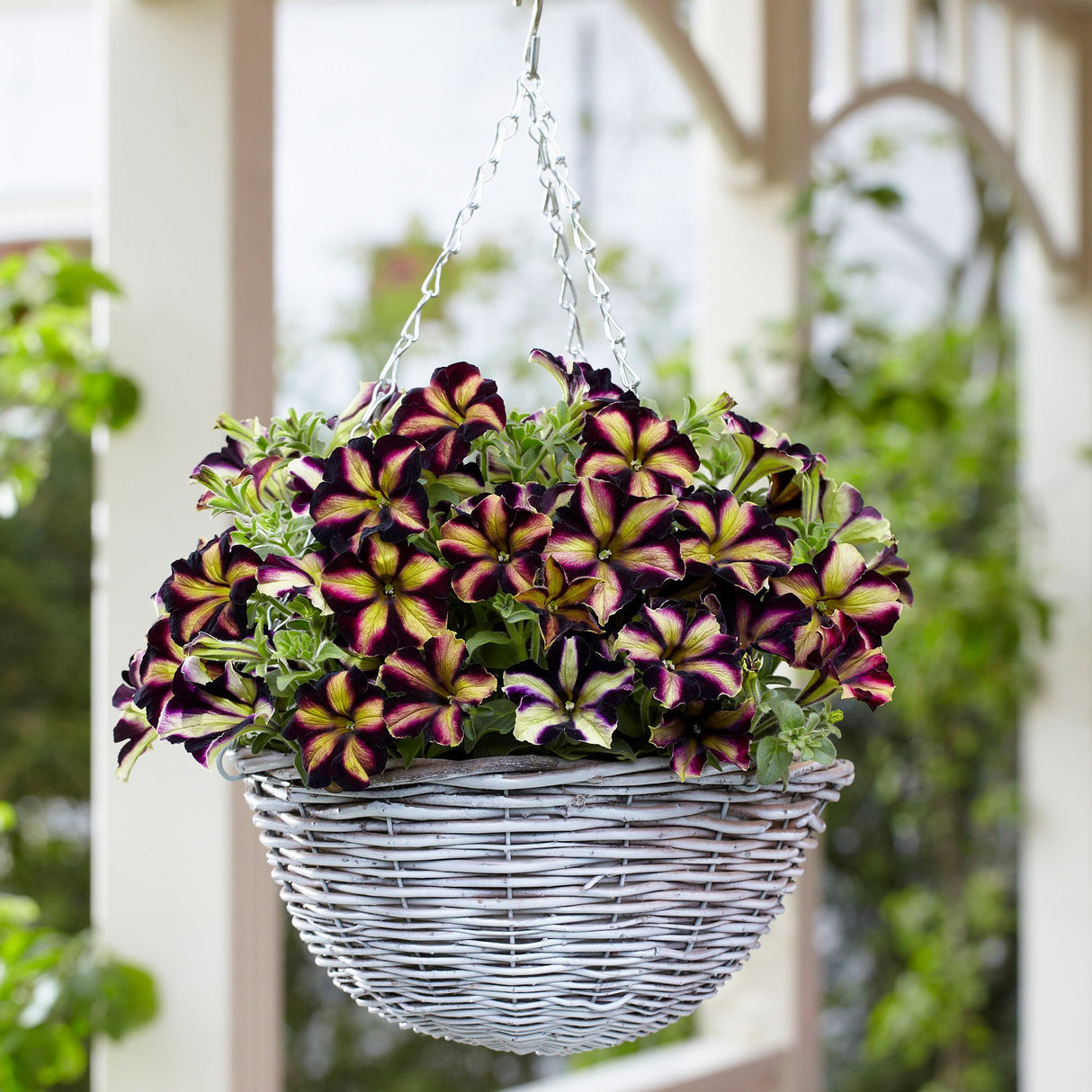 Petunia Crazytunia Pulse