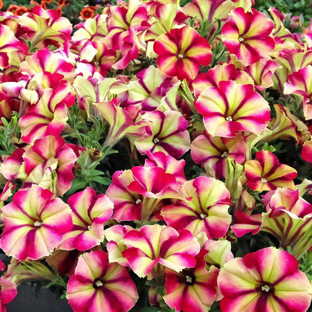 Petunia) Crazytunia Razzmatazz