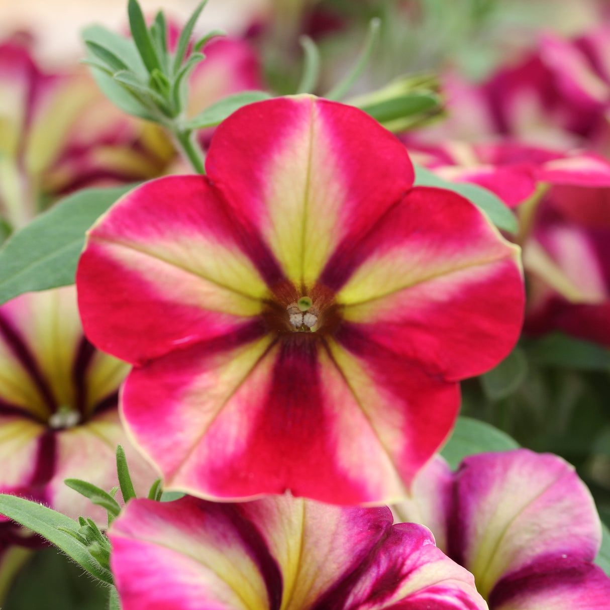 Petunia) Crazytunia Razzmatazz