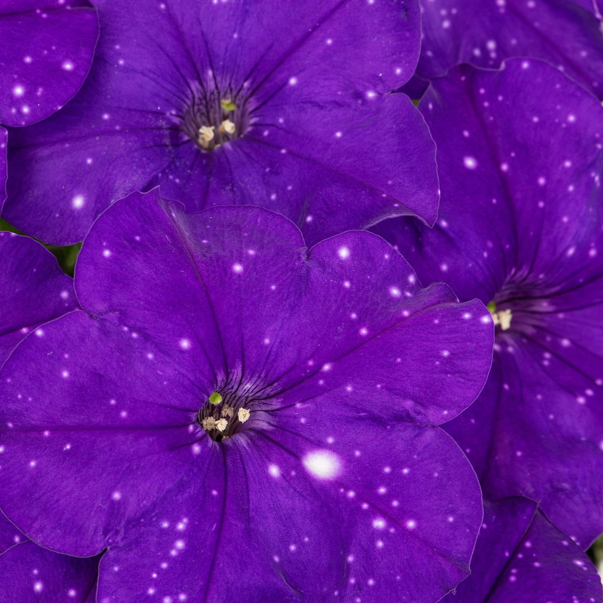Petunie Constellation Virgo