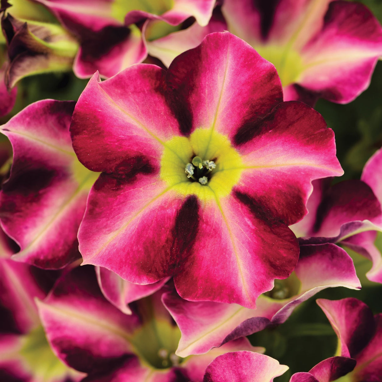 Petunie Crazytunia Star Fruit