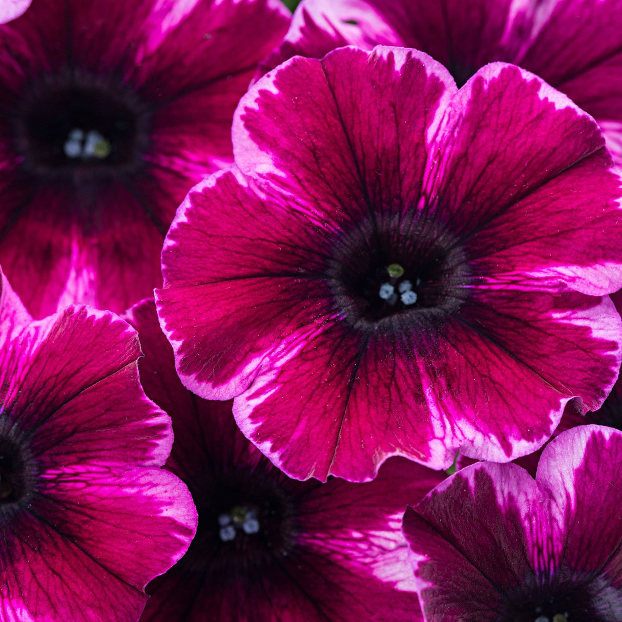 Petunie Crazytunia Ultra Violet