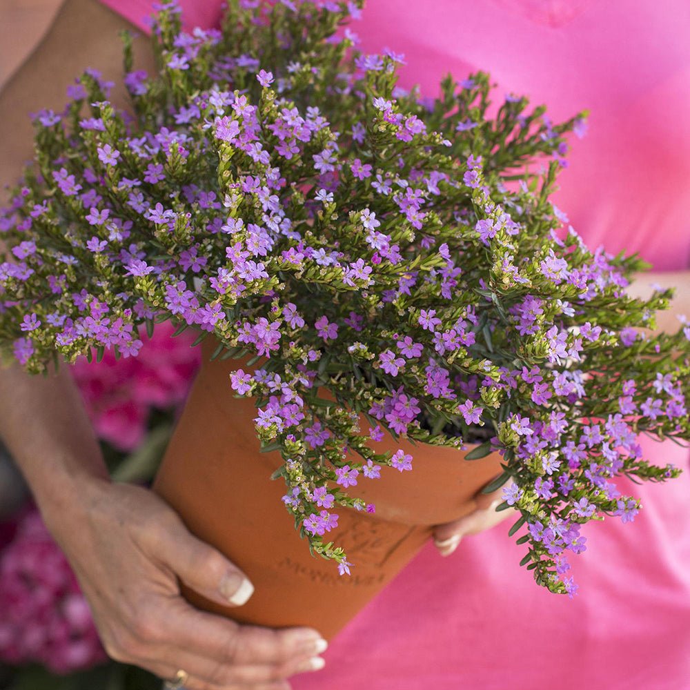 Petunie Cuphea Purple