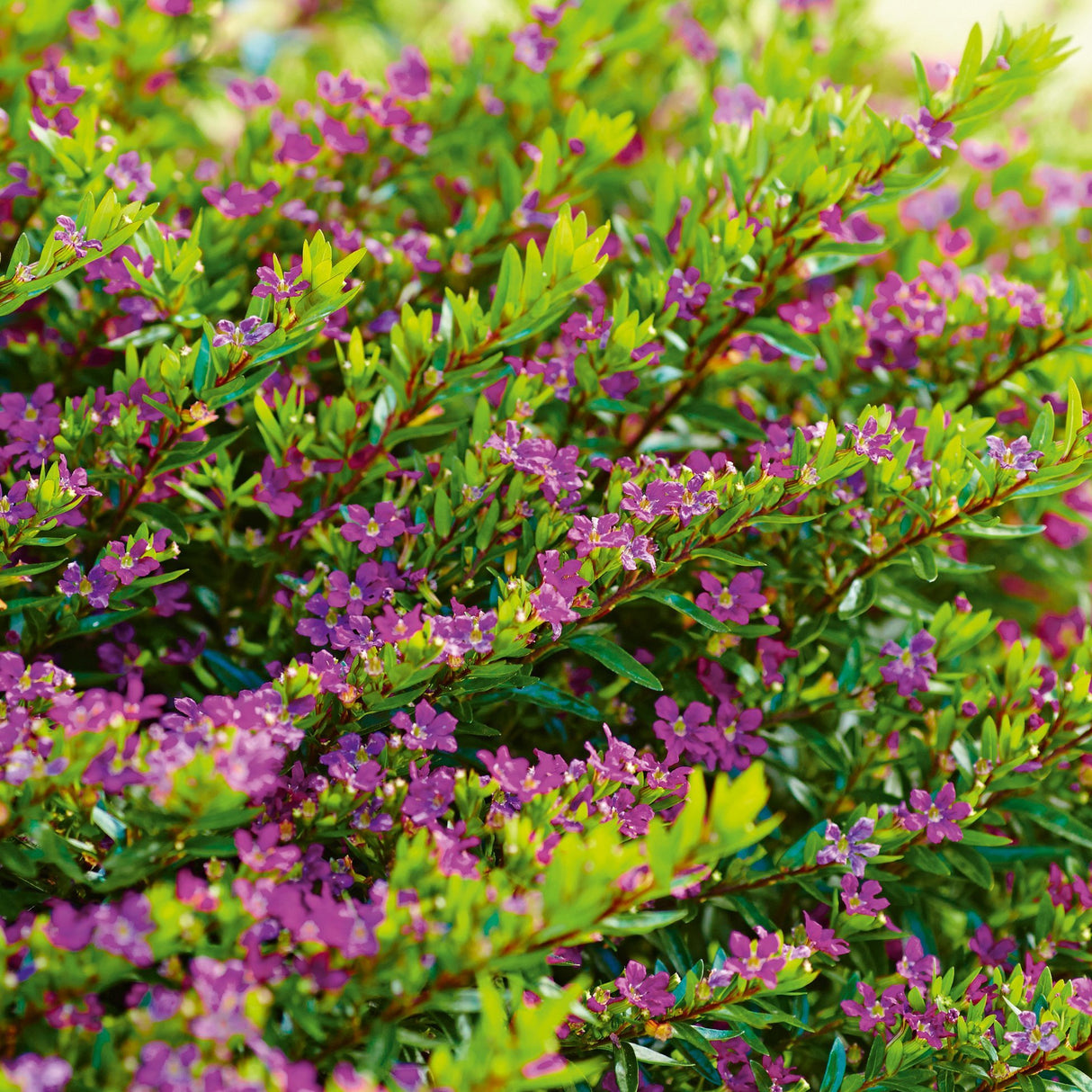 Petunie Cuphea Purple