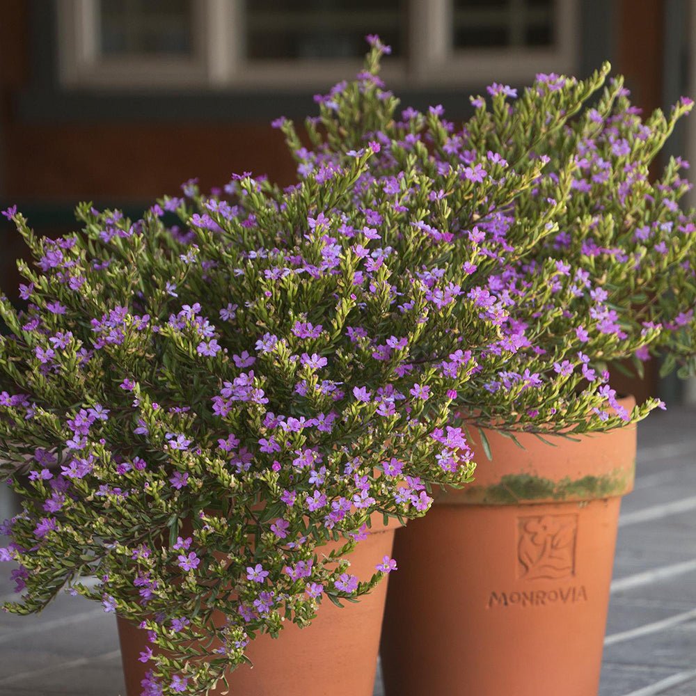 Petunie Cuphea Purple