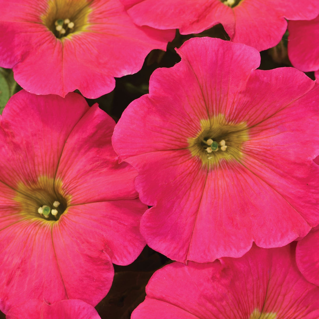 Petunie Flaming Rose