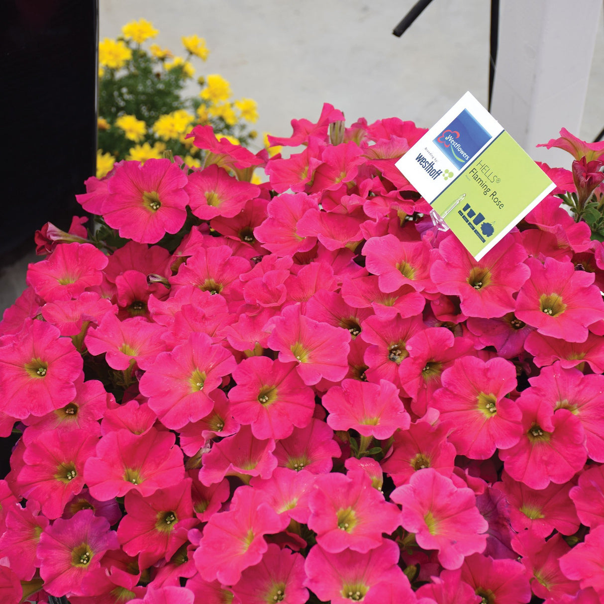 Petunie Flaming Rose