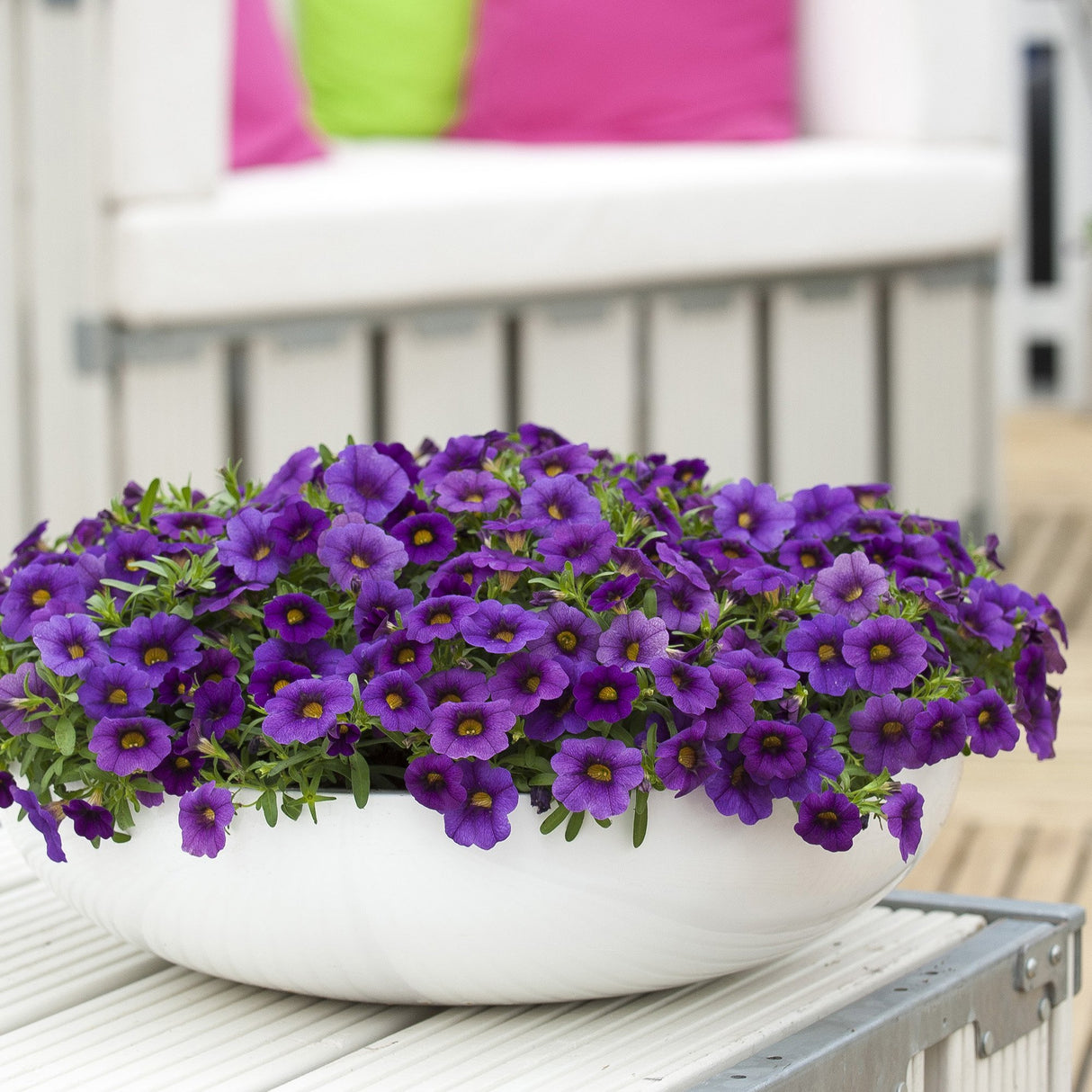 Petunie Happytoonia Blue