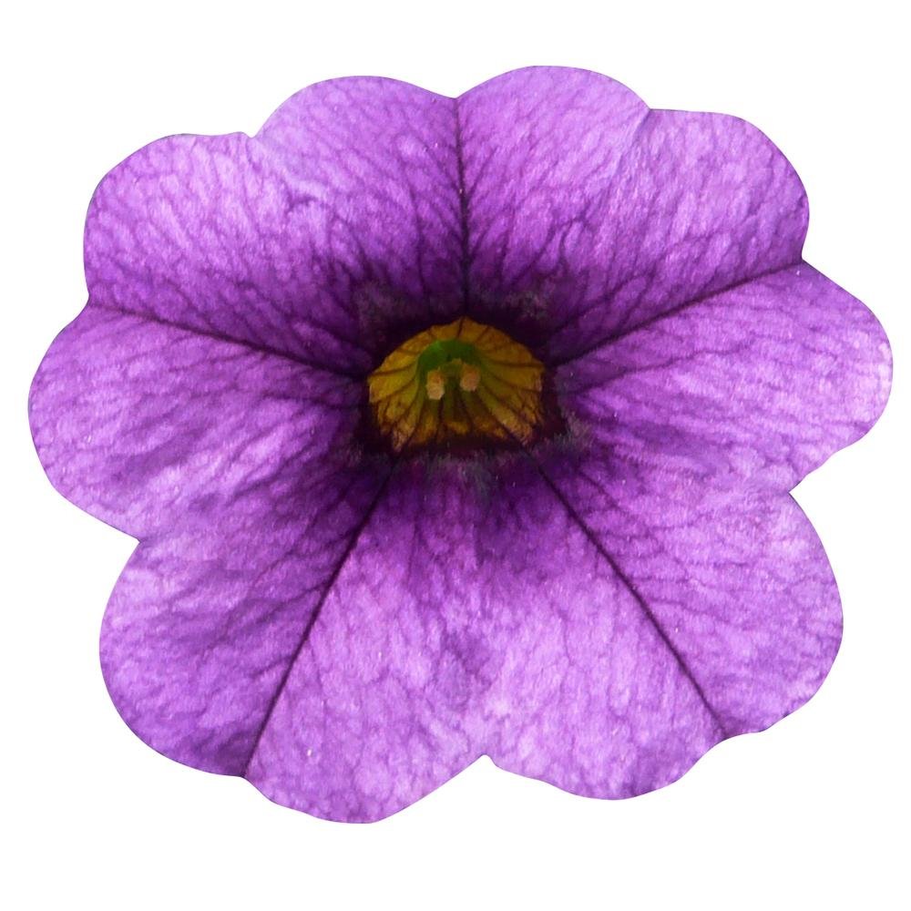 Petunie Happytoonia Blue