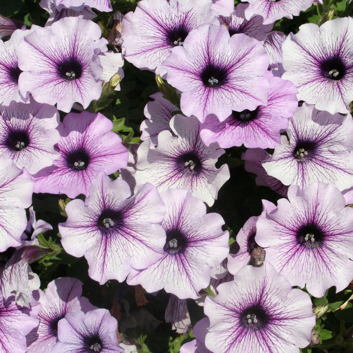 Petunie Happytoonia Blue Vein