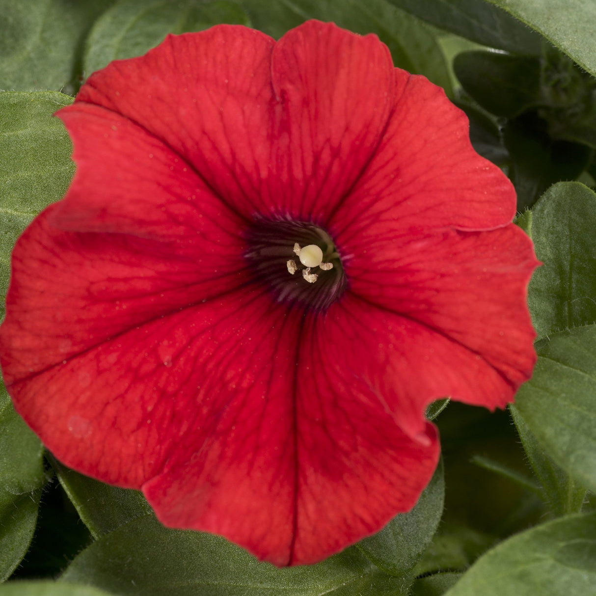 Petunie Happytoonia Red