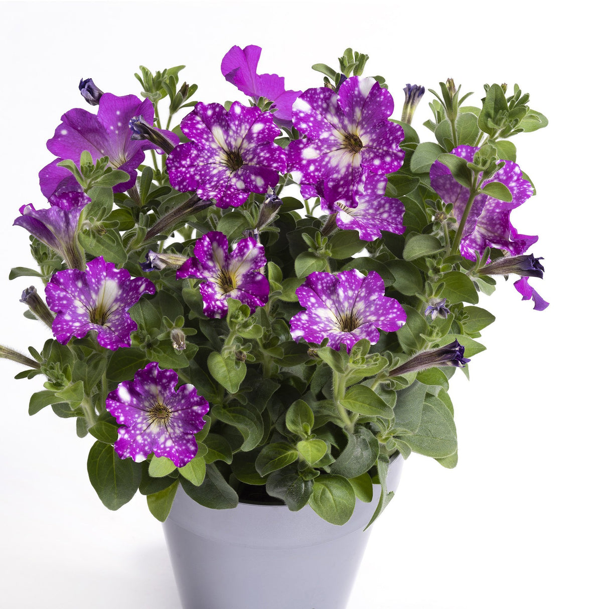 Petunie Happytoonia Starry Purple