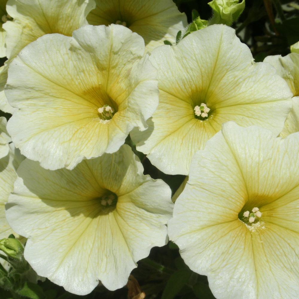 Petunie Happytoonia Yellow