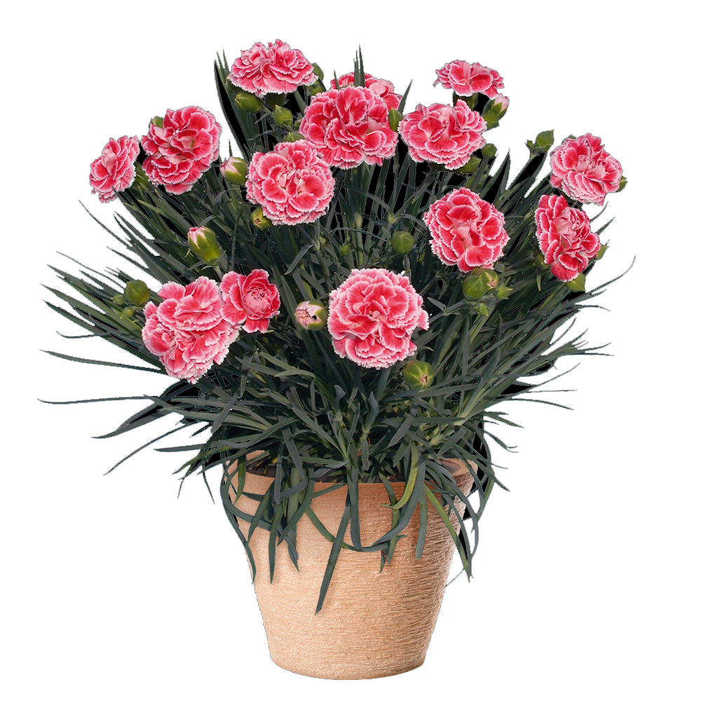 Garofita Perfume Coral Reef