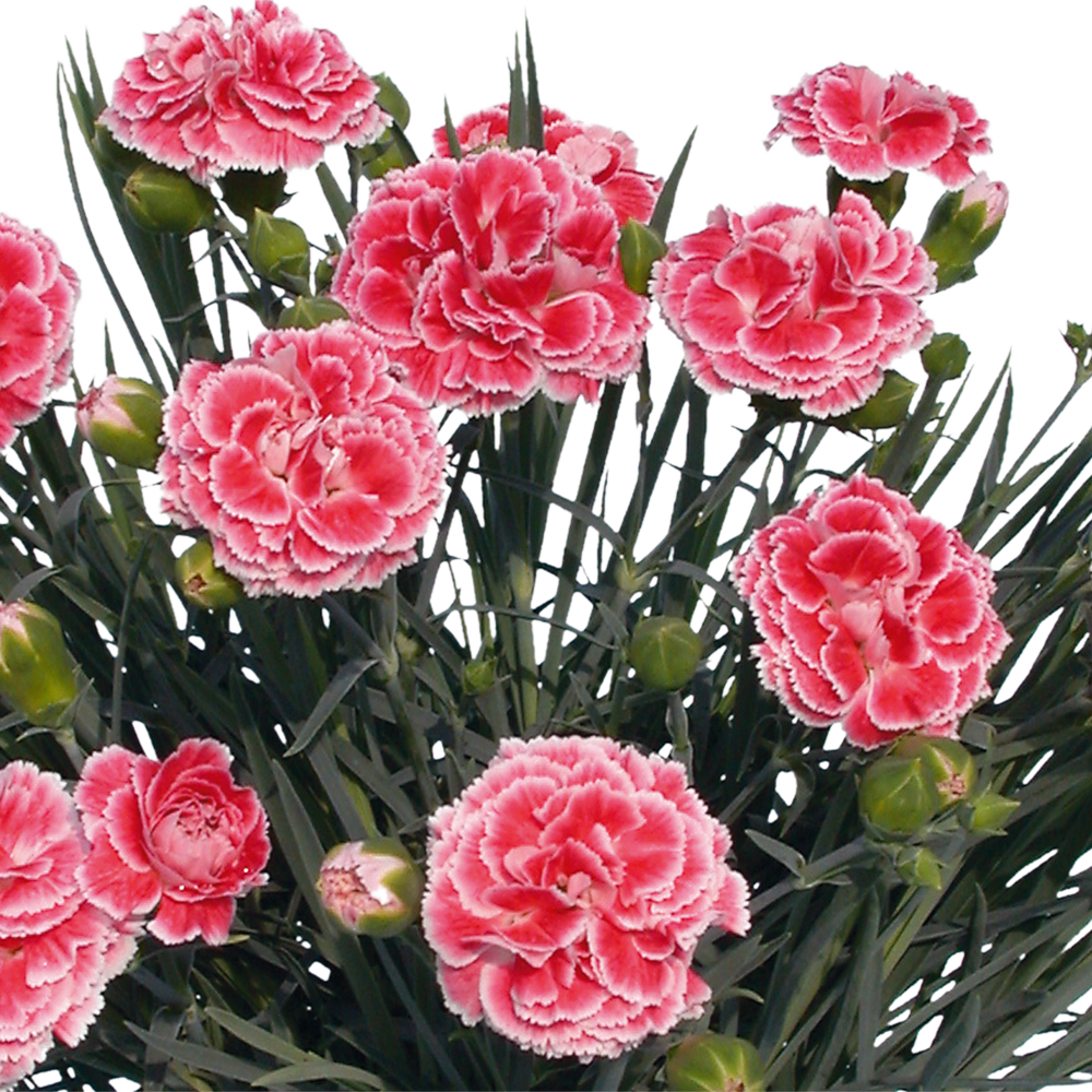 Garofita Perfume Coral Reef