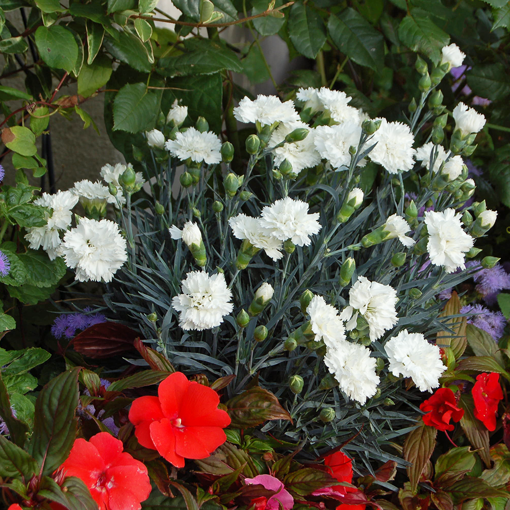 Garofita Perfume Memories