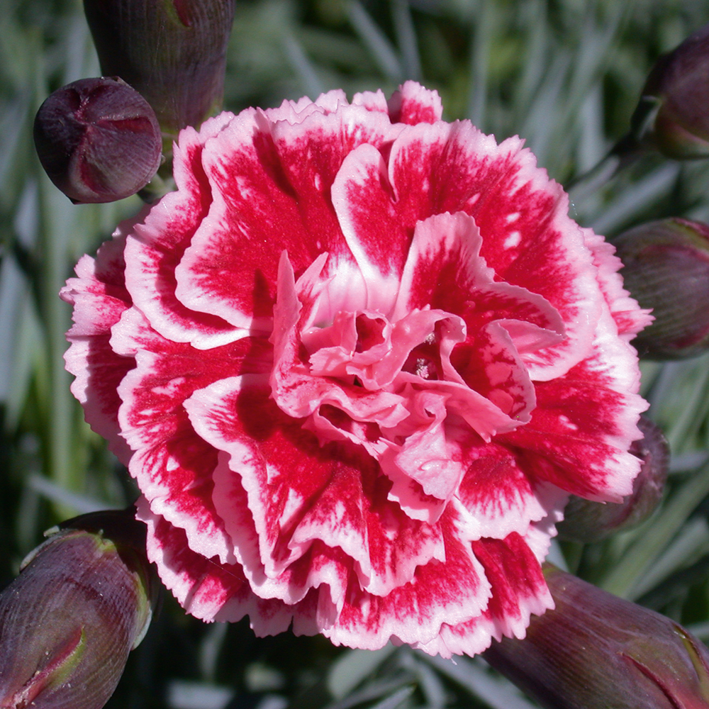 Garofita Perfume Sugar Plum