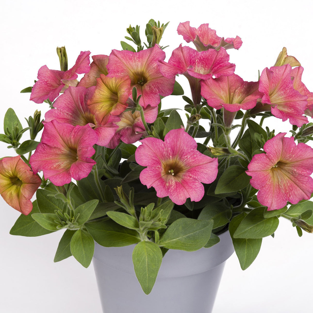 Petunie Prettytoonia Apricot