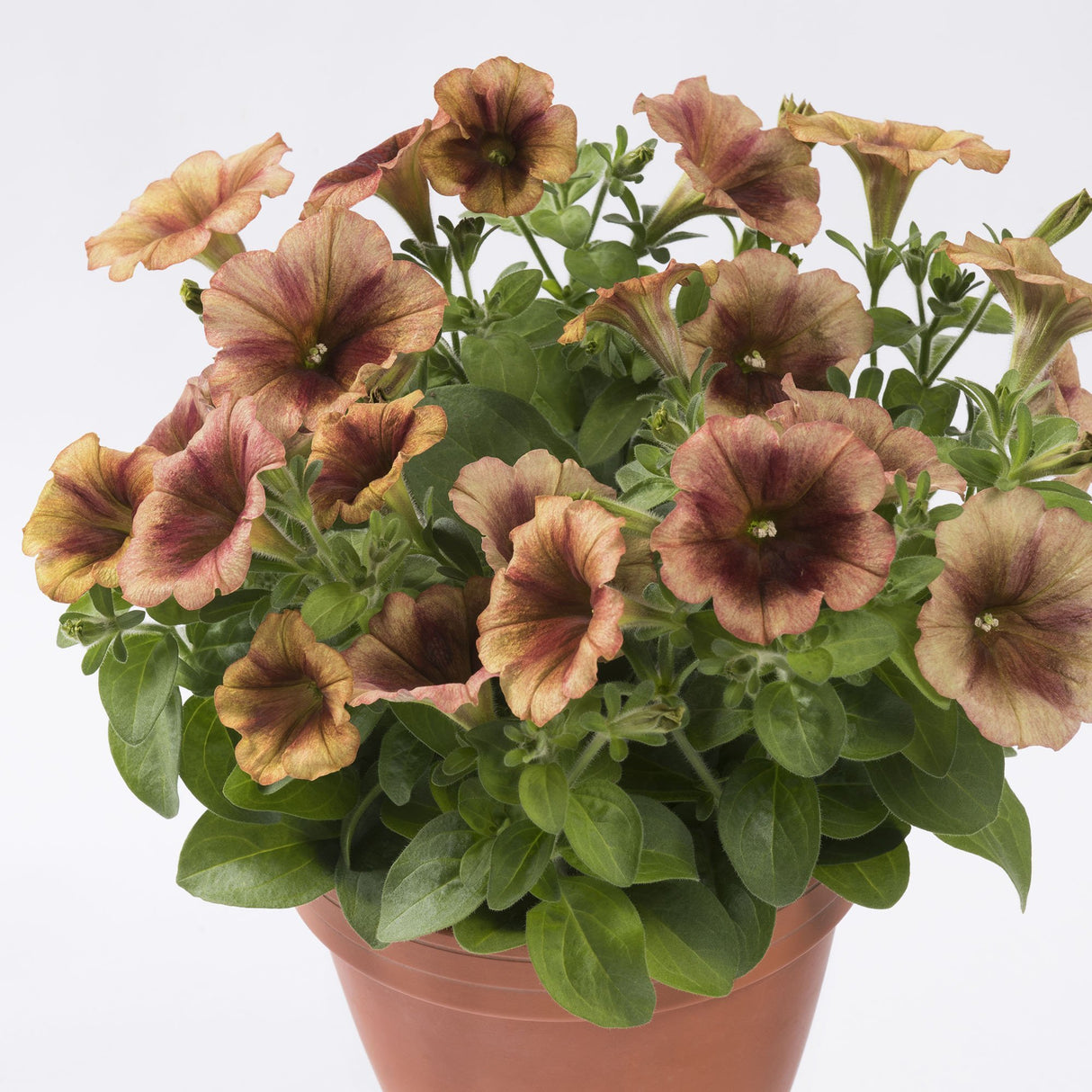 Petunie Prettytoonia Cappuccino