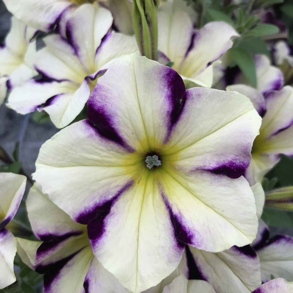 Petunie Prettytoonia Cassis Star