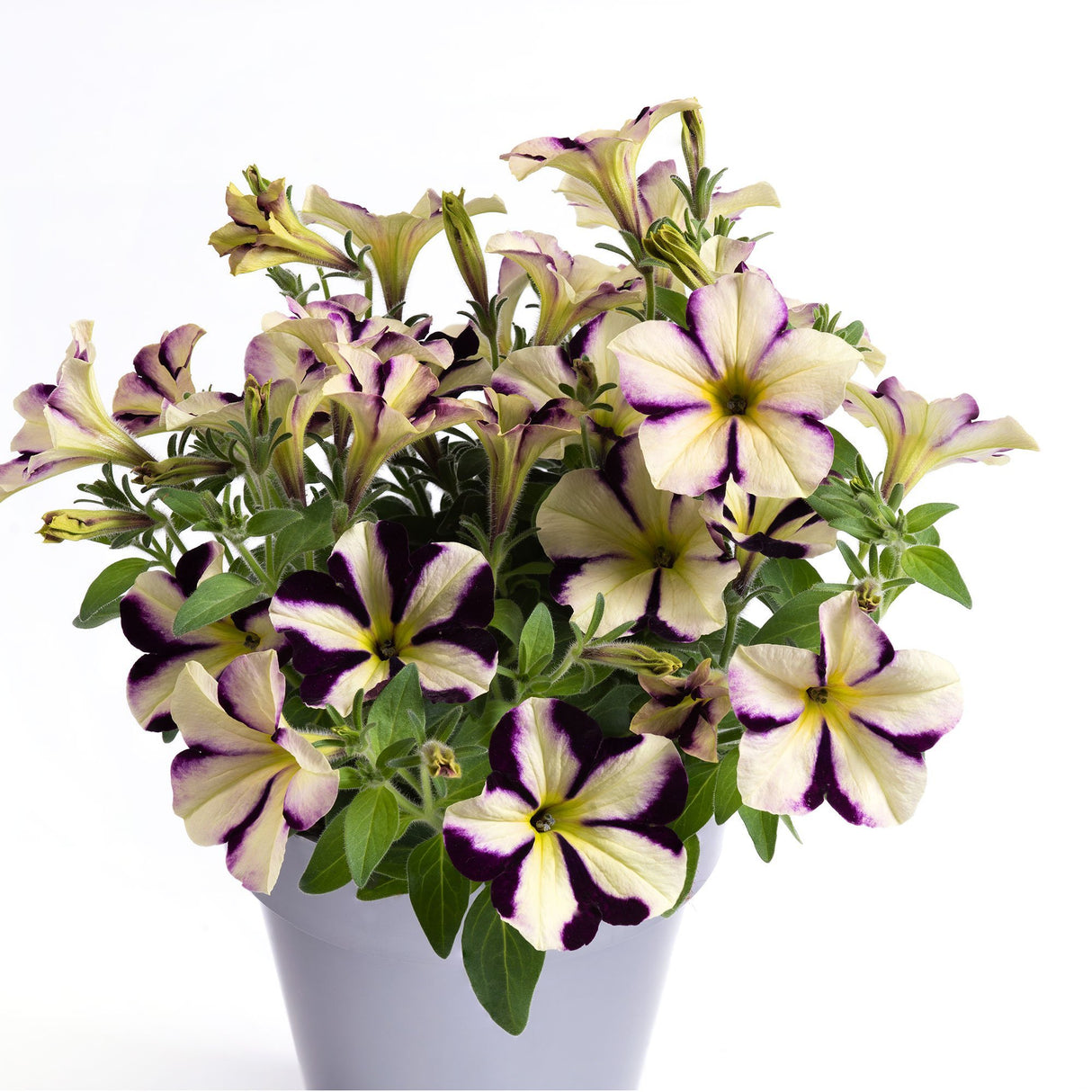 Petunie Prettytoonia Cassis Star