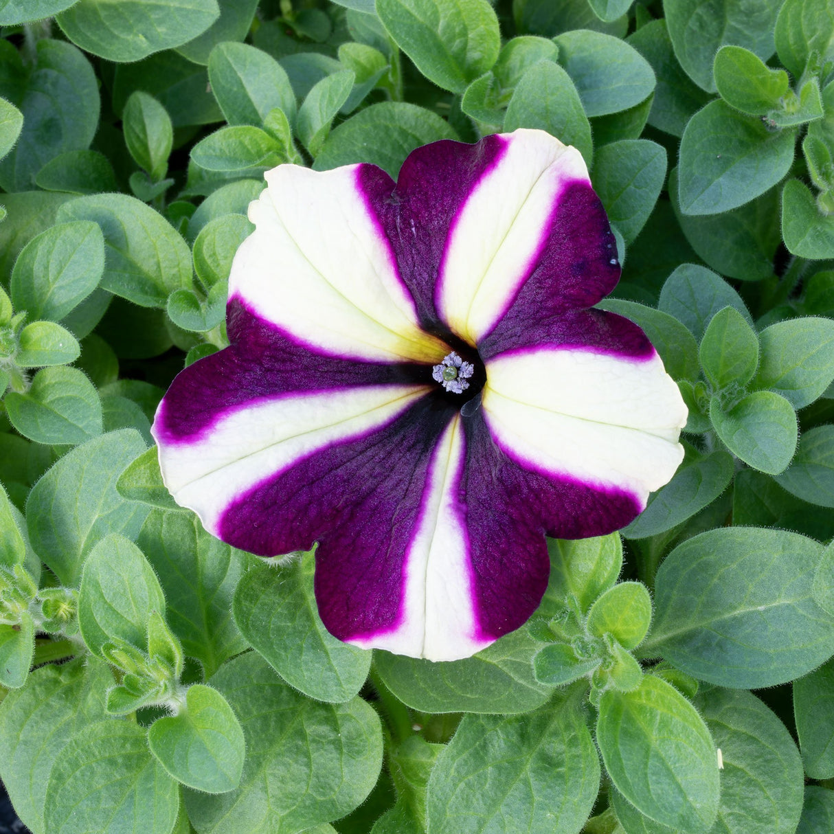 Petunie Prettytoonia Cassis Star