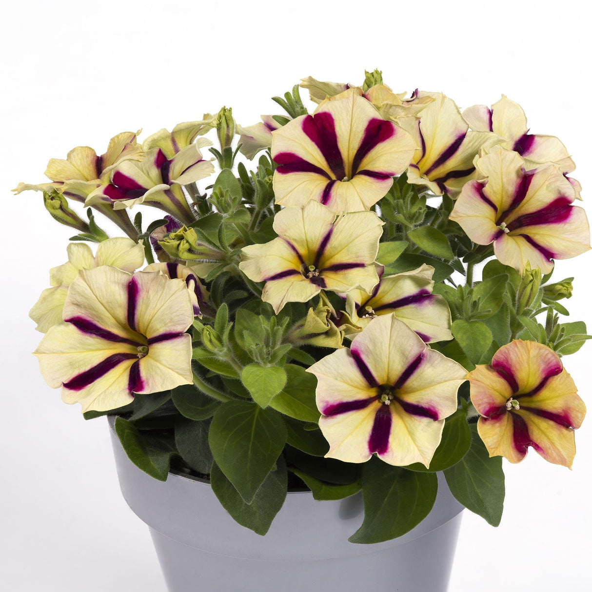 Petunie Prettytoonia Red Cream