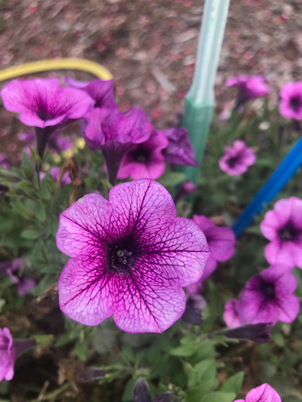 Petunie Prettytoonia Special Rose