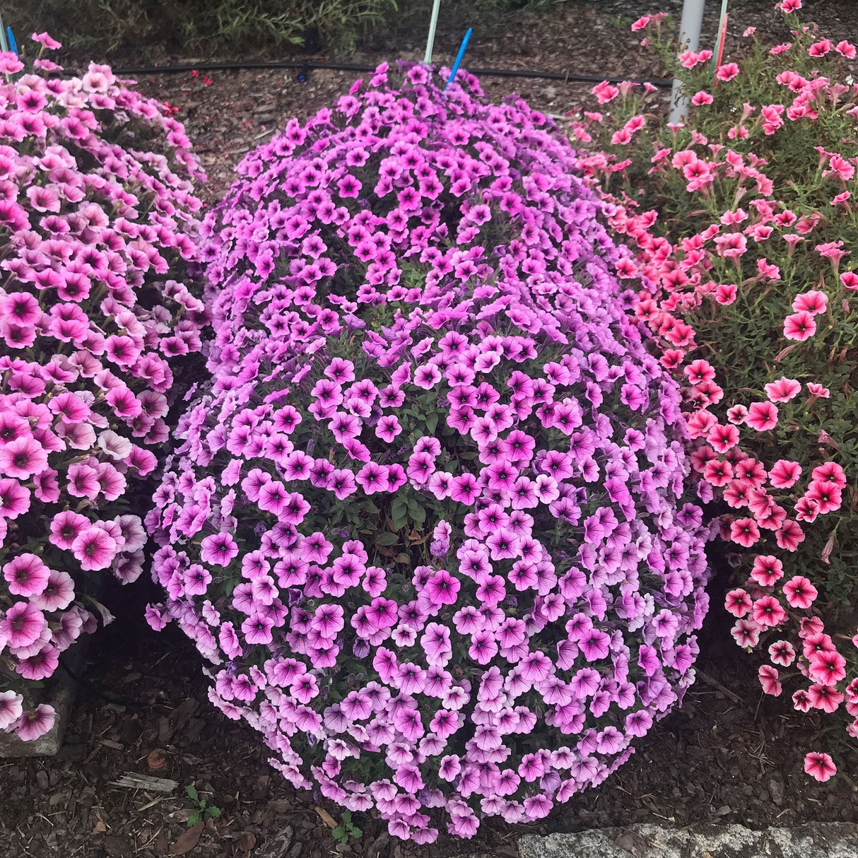 Petunie Prettytoonia Special Rose