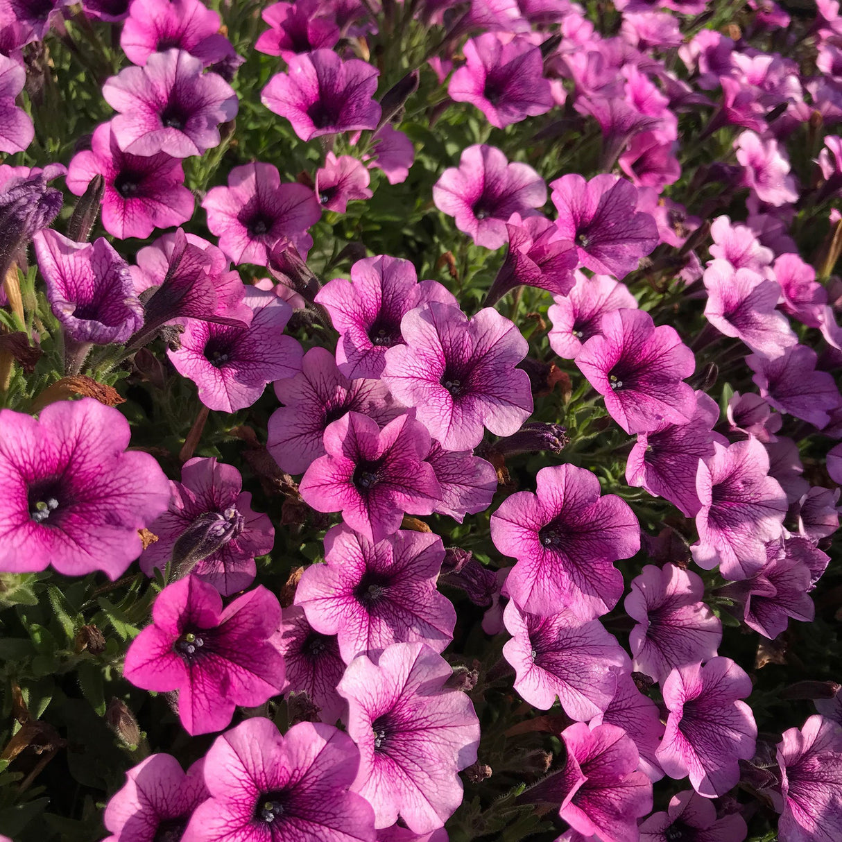 Petunie Prettytoonia Special Rose