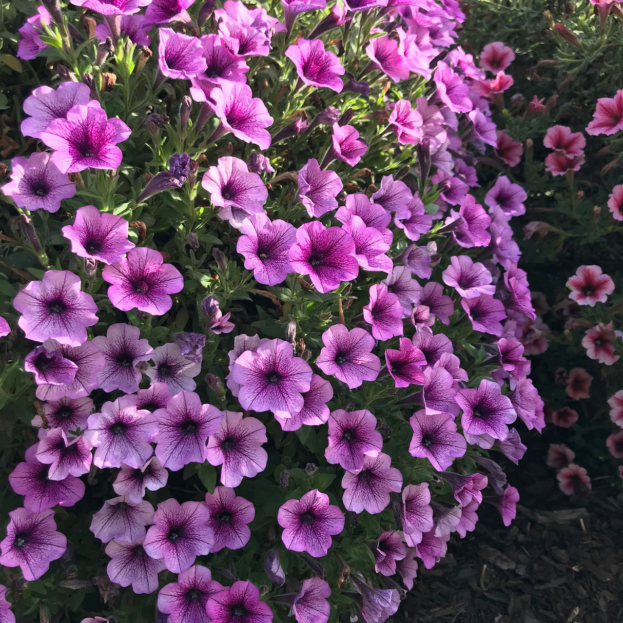 Petunie Prettytoonia Special Rose