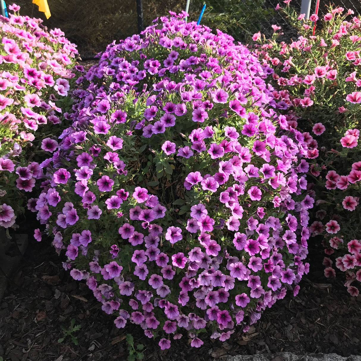 Petunie Prettytoonia Special Rose