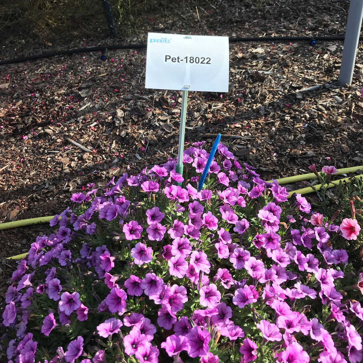 Petunie Prettytoonia Special Rose