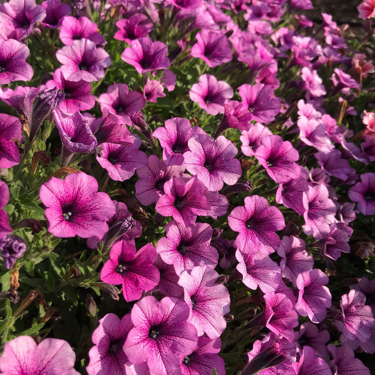 Petunie Prettytoonia Special Rose