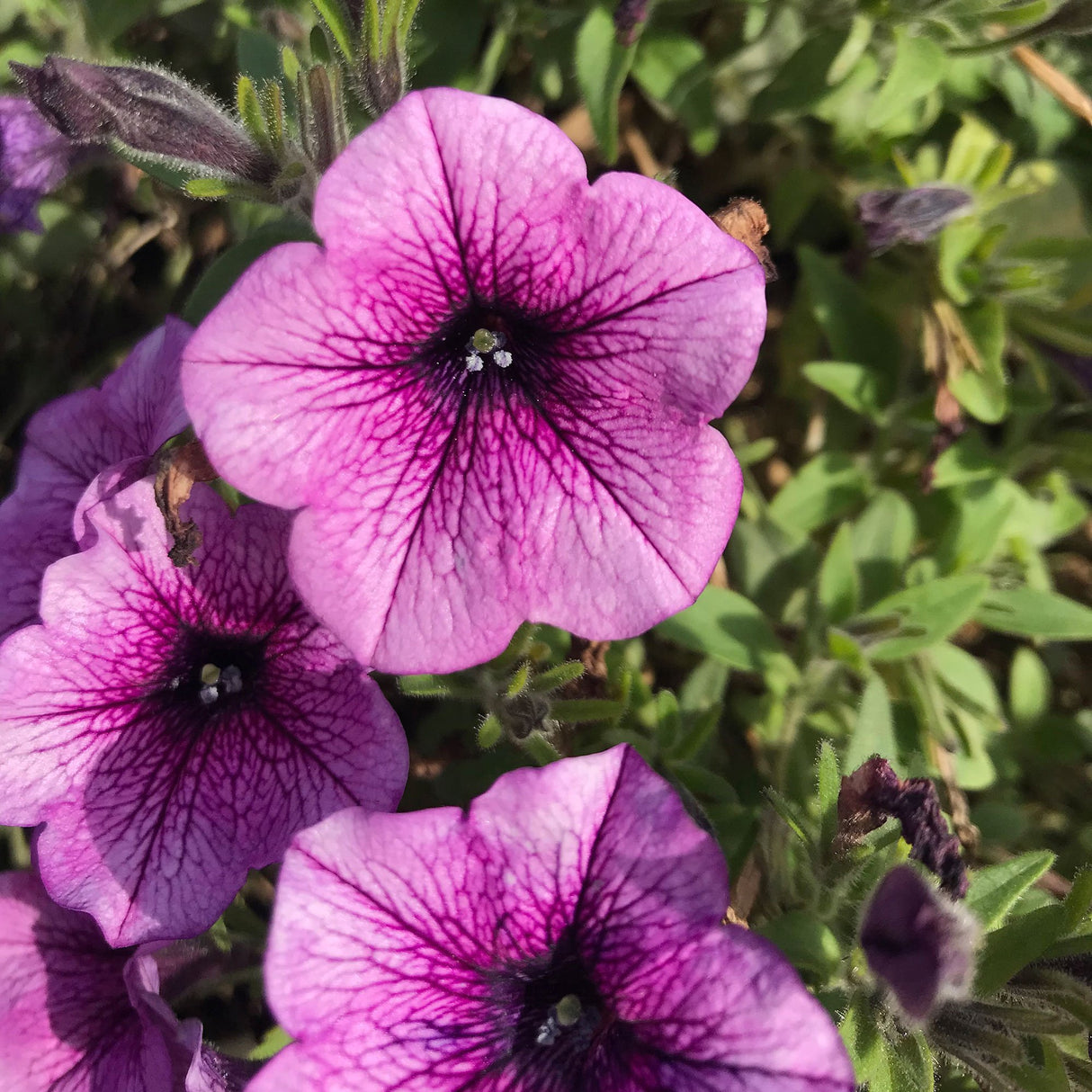 Petunie Prettytoonia Special Rose