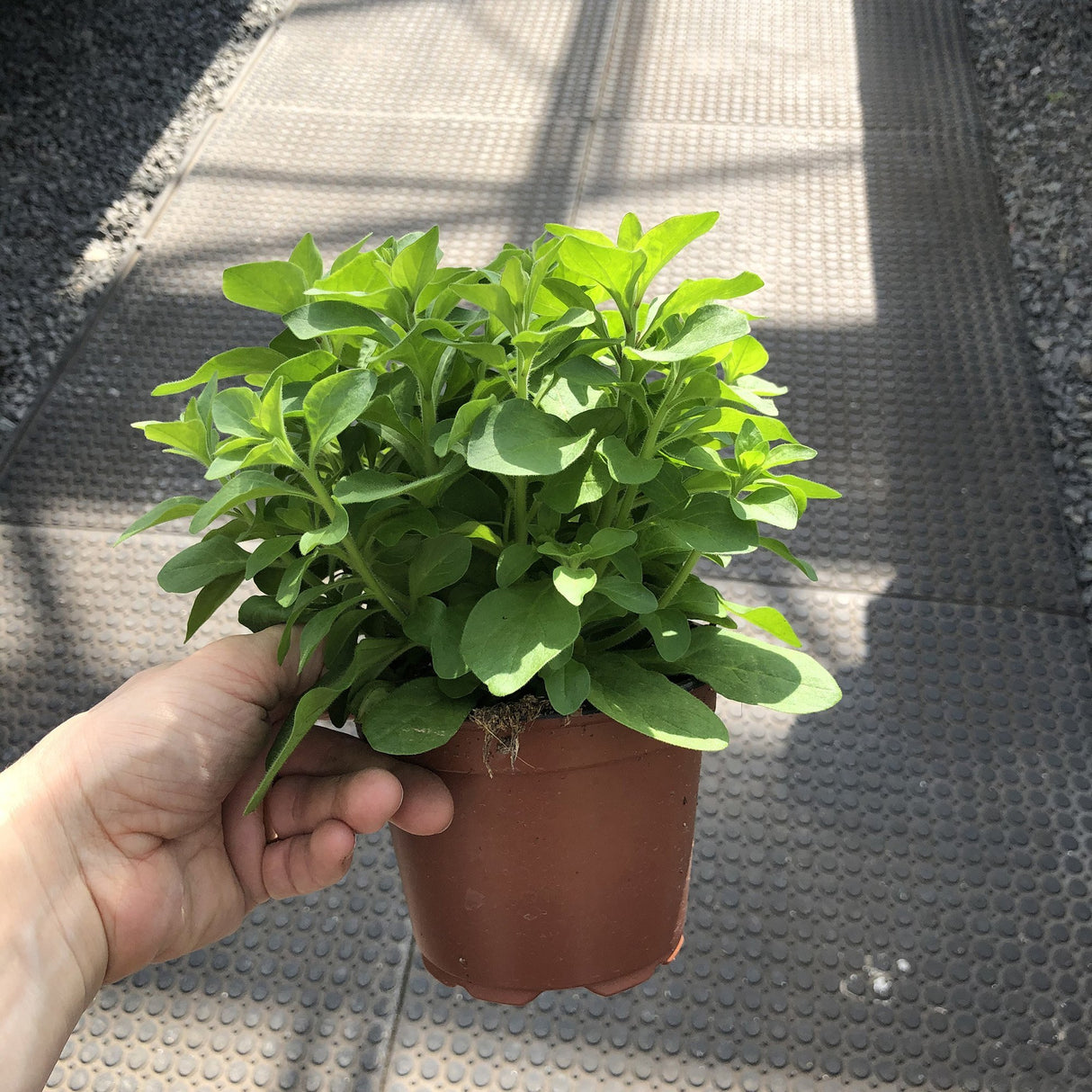 Petunie Prettytoonia Special Rose