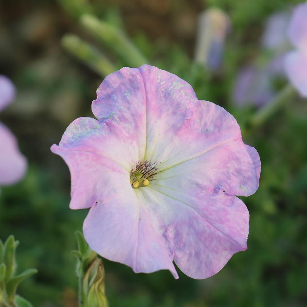 Petunie Prettytoonia Tenderly Pink