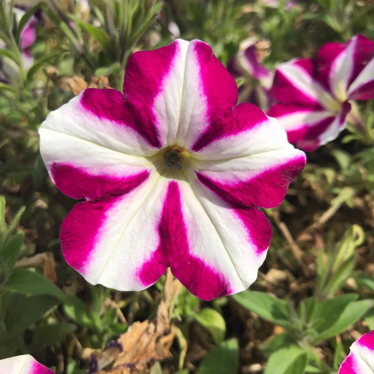 Petunie Prettytoonia White Purple Star