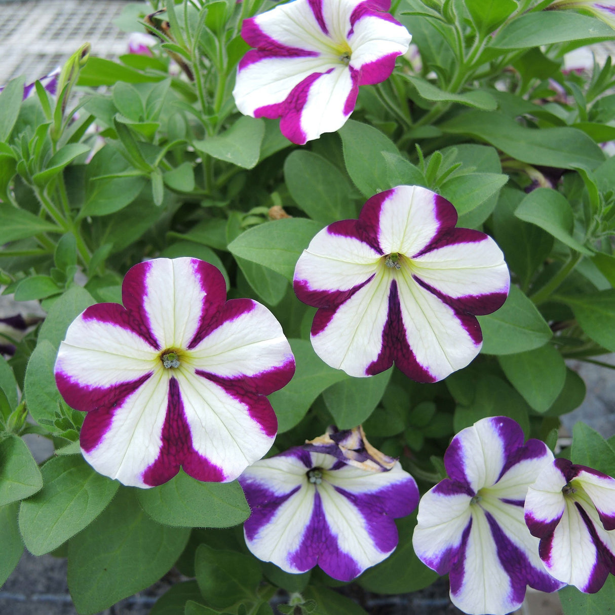 Petunie Prettytoonia White Purple Star