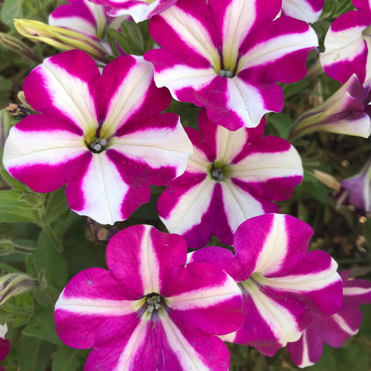 Petunie Prettytoonia White Purple Star