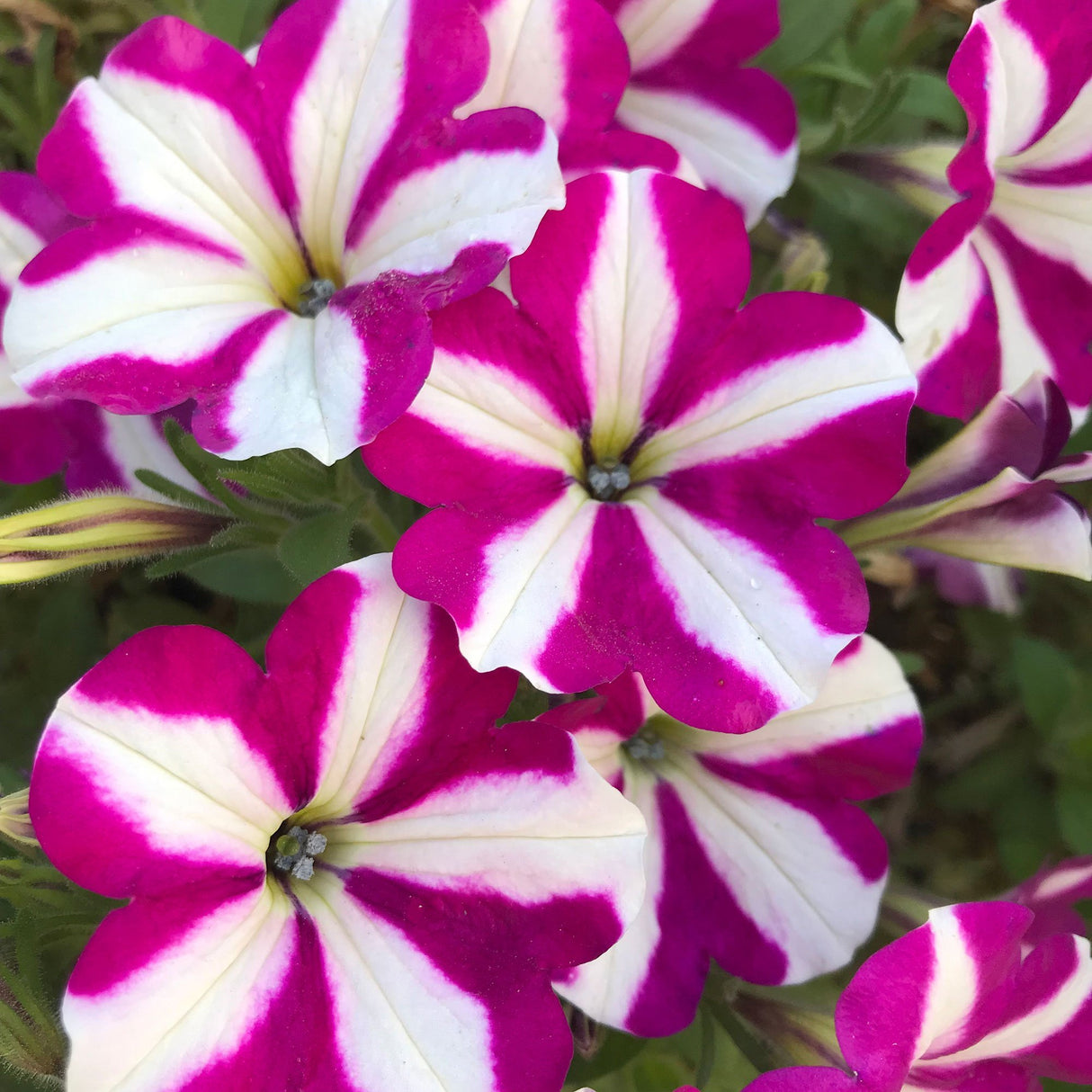 Petunie Prettytoonia White Purple Star