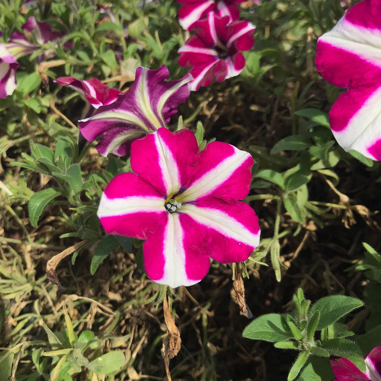 Petunie Prettytoonia White Purple Star