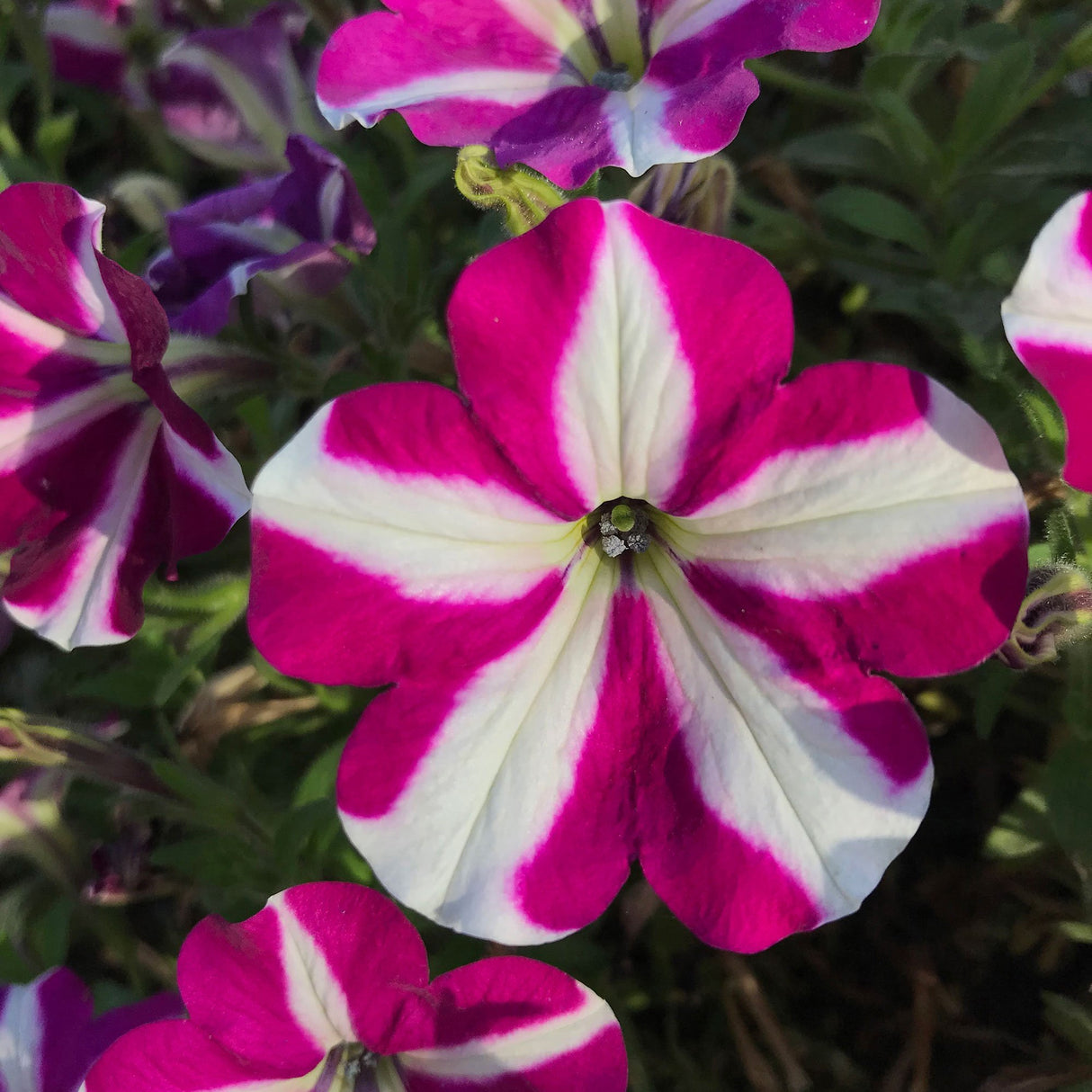 Petunie Prettytoonia White Purple Star