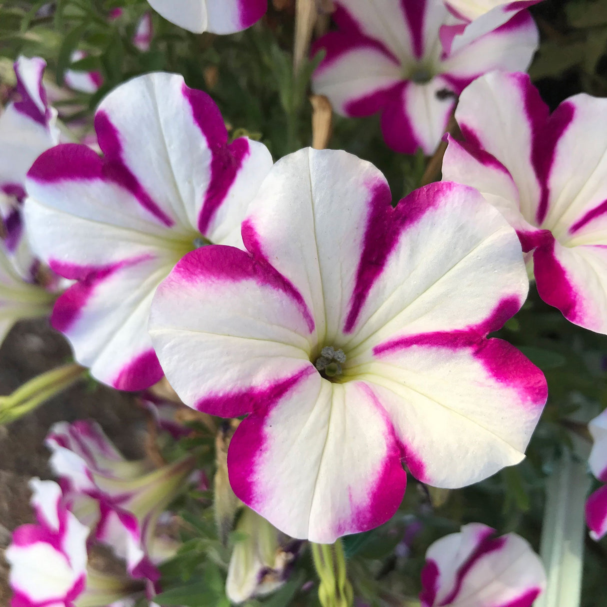 Petunie Prettytoonia White Purple Star