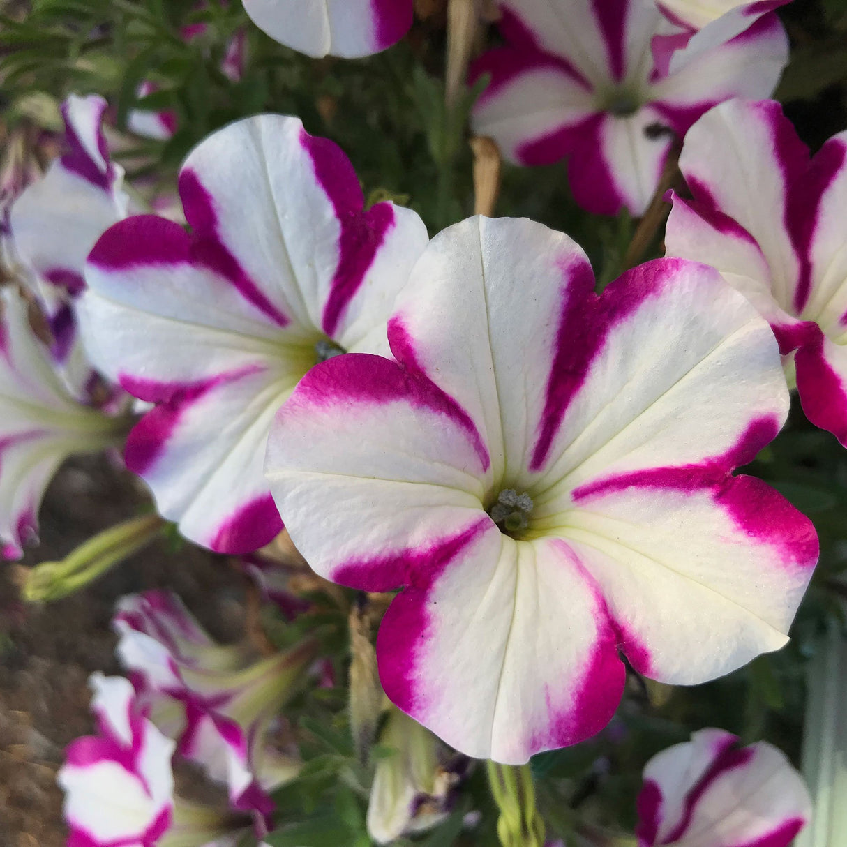 Petunie Prettytoonia White Purple Star