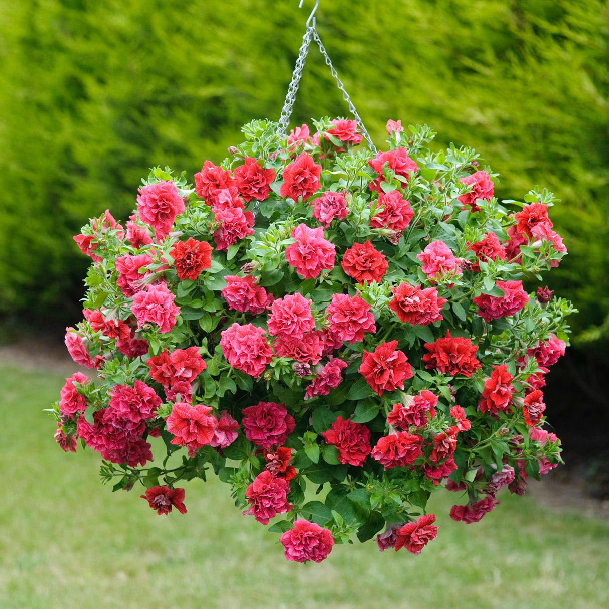 Petunie Tumbelina Inga