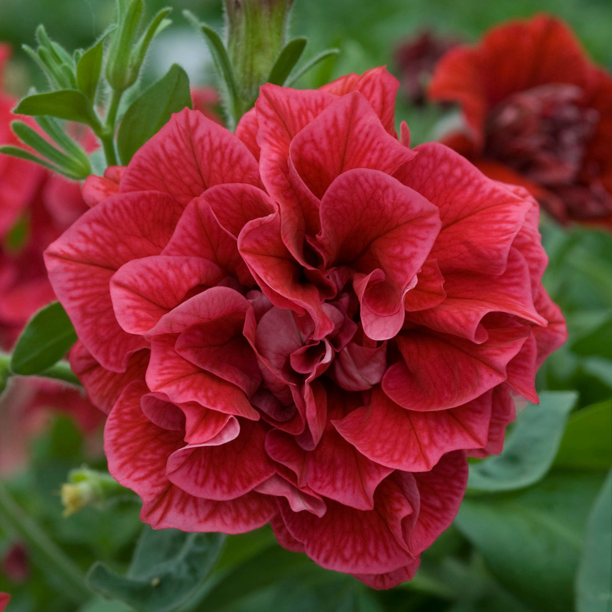 Petunie Tumbelina Inga