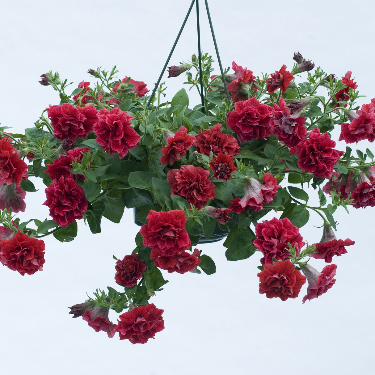 Petunie Tumbelina Inga