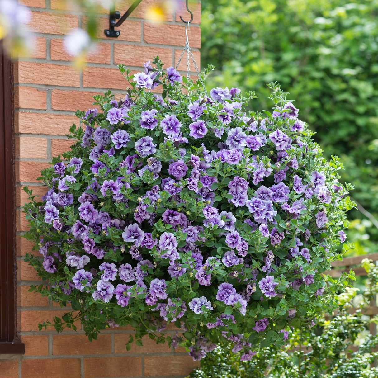 Petunie Tumbelina Priscilla